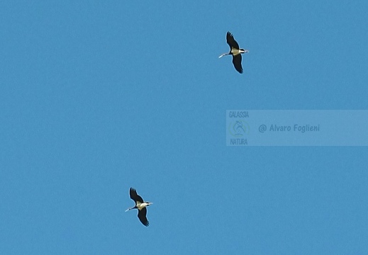 CICOGNA NERA, Black Stork, Cigogne noire; Ciconia nigra