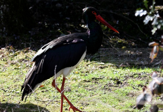 CICOGNA NERA, Black Stork, Cigogne noire; Ciconia nigra