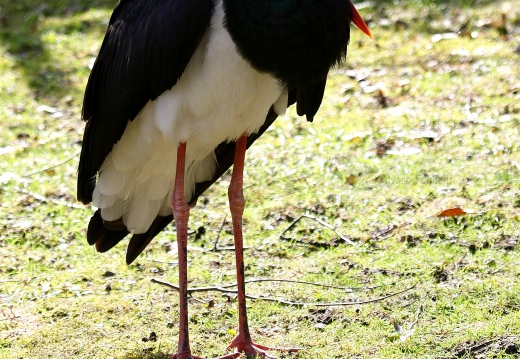 CICOGNA NERA, Black Stork, Cigogne noire; Ciconia nigra