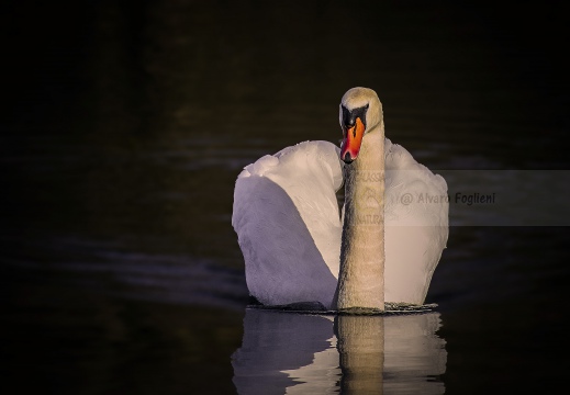 CIGNO REALE; Mute Swan; Cygne tuberculé; Cygnus olor 