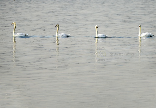 CIGNO REALE; Mute Swan; Cygne tuberculé; Cygnus olor 