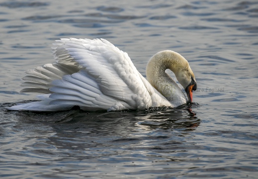 CIGNO REALE; Mute Swan; Cygne tuberculé; Cygnus olor 