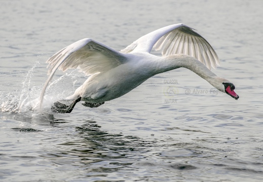 CIGNO REALE; Mute Swan; Cygne tuberculé; Cygnus olor 