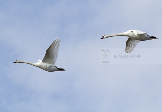 CIGNO REALE; Mute Swan; Cygne tuberculé; Cygnus olor 