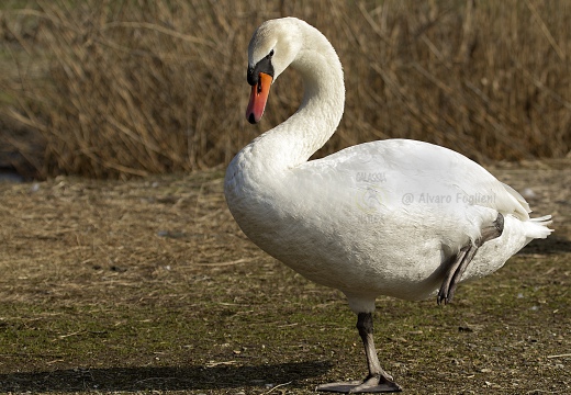 CIGNO REALE; Mute Swan; Cygne tuberculé; Cygnus olor 