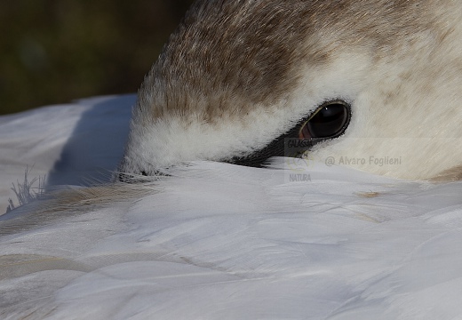 CIGNO REALE; Mute Swan; Cygne tuberculé; Cygnus olor 