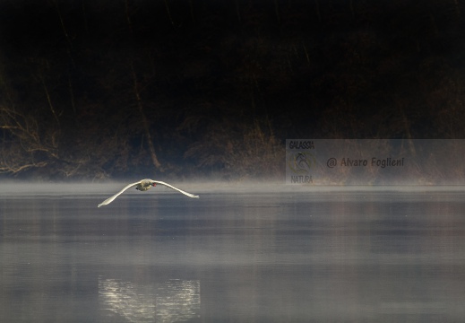 CIGNO REALE; Mute Swan; Cygne tuberculé; Cygnus olor 