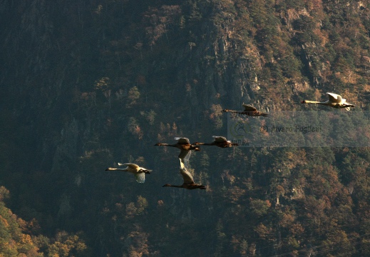 CIGNO REALE; Mute Swan; Cygne tuberculé; Cygnus olor 