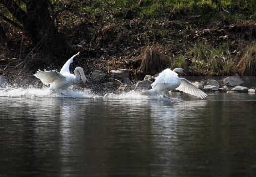 CIGNO REALE; Mute Swan; Cygne tuberculé; Cygnus olor 