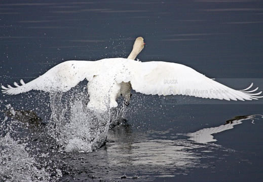 CIGNO REALE; Mute Swan; Cygne tuberculé; Cygnus olor 