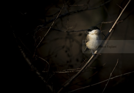 CINCIA BIGIA, Marsh Tit, Mésange nonnette; Parus palustris