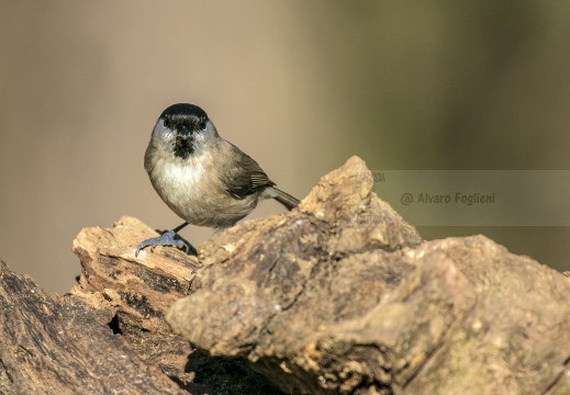 CINCIA BIGIA, Marsh Tit, Mésange nonnette; Parus palustris