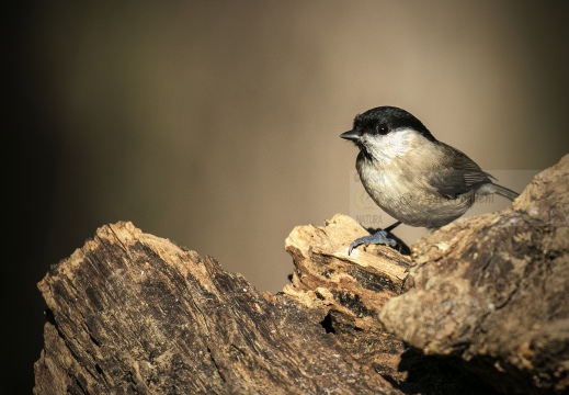 CINCIA BIGIA, Marsh Tit, Mésange nonnette; Parus palustris