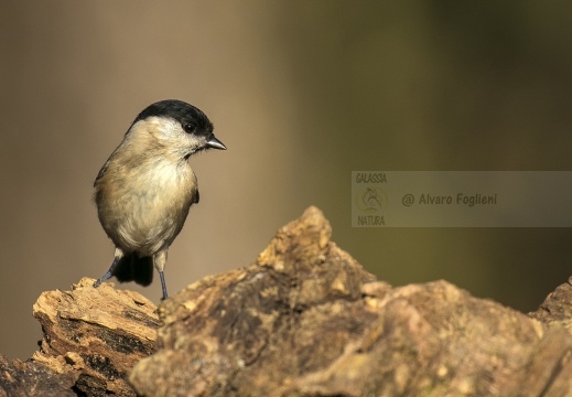 CINCIA BIGIA, Marsh Tit, Mésange nonnette; Parus palustris