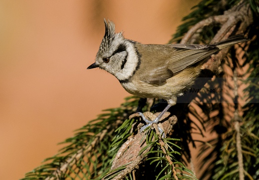 CINCIA DA CIUFFO, European crested tit, Mésange huppée; Lophophanes cristatus