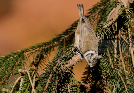 CINCIA DA CIUFFO, European crested tit, Mésange huppée; Lophophanes cristatus