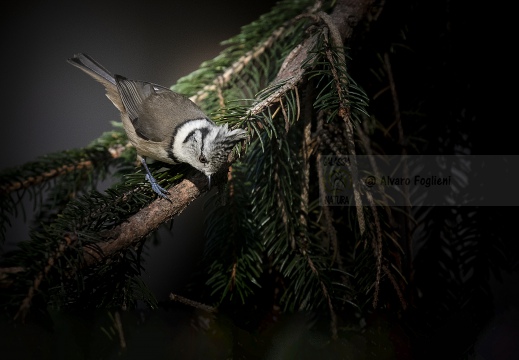 CINCIA DA CIUFFO, European crested tit, Mésange huppée; Lophophanes cristatus