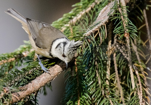 CINCIA DA CIUFFO, European crested tit, Mésange huppée; Lophophanes cristatus