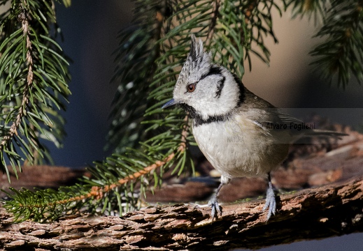 CINCIA DA CIUFFO, European crested tit, Mésange huppée; Lophophanes cristatus