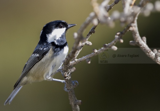 CINCIA MORA, Coal Tit, Mésange noire; Parus ater 