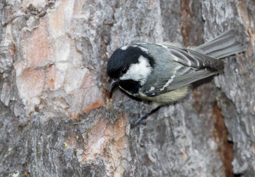 CINCIA MORA, Coal Tit, Mésange noire; Parus ater 