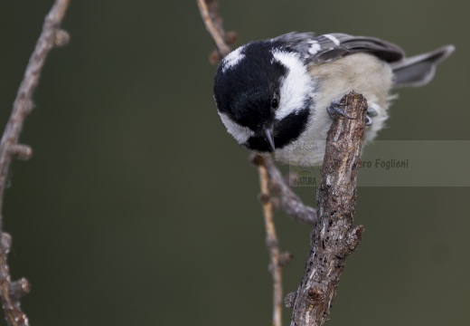 CINCIA MORA, Coal Tit, Mésange noire; Parus ater 