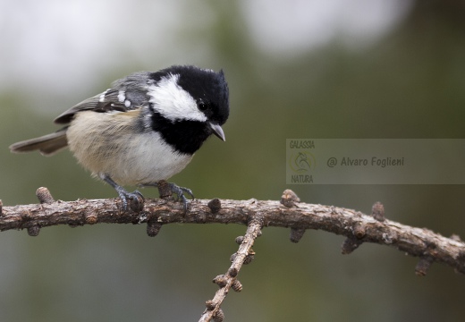 CINCIA MORA, Coal Tit, Mésange noire; Parus ater 