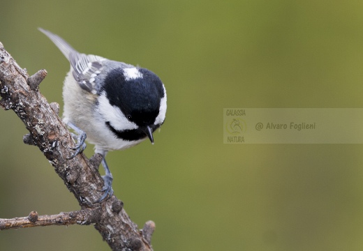 CINCIA MORA, Coal Tit, Mésange noire; Parus ater 