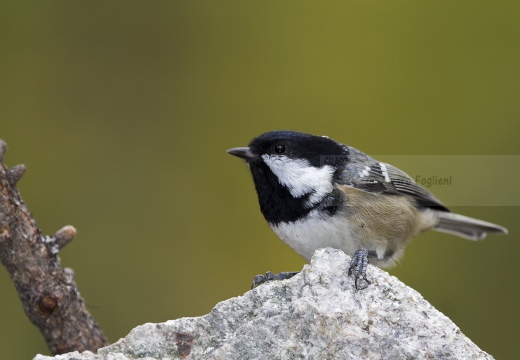 CINCIA MORA, Coal Tit, Mésange noire; Parus ater 