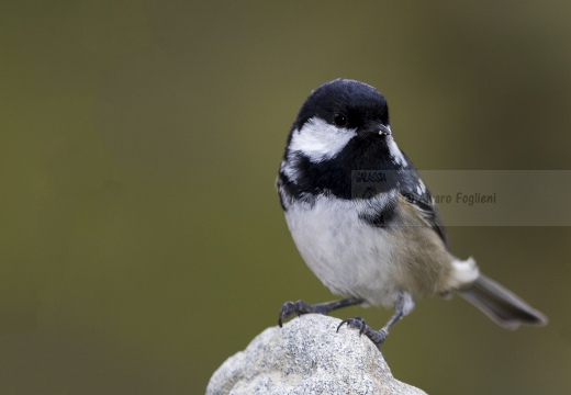 CINCIA MORA, Coal Tit, Mésange noire; Parus ater 