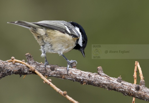 CINCIA MORA, Coal Tit, Mésange noire; Parus ater 