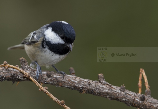 CINCIA MORA, Coal Tit, Mésange noire; Parus ater 