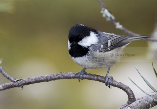 CINCIA MORA, Coal Tit, Mésange noire; Parus ater 