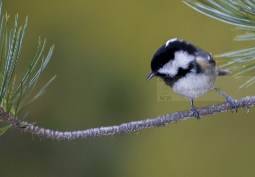 CINCIA MORA, Coal Tit, Mésange noire; Parus ater 