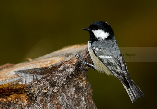 CINCIA MORA, Coal Tit, Mésange noire; Parus ater 