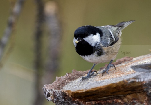 CINCIA MORA, Coal Tit, Mésange noire; Parus ater 