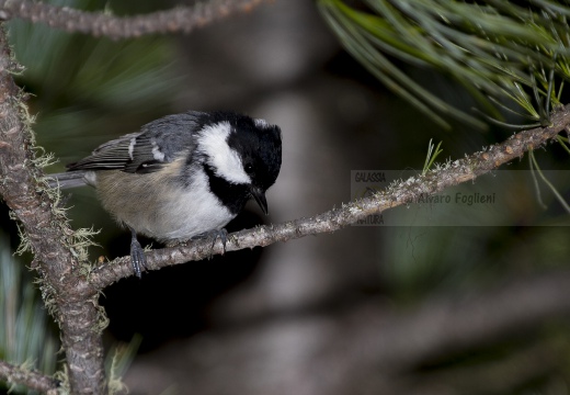 CINCIA MORA, Coal Tit, Mésange noire; Parus ater 