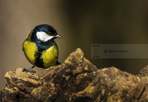 CINCIALLEGRA, Great Tit, Mésange charbonnière; Parus major 