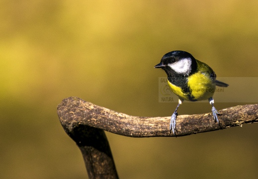 CINCIALLEGRA, Great Tit, Mésange charbonnière; Parus major 