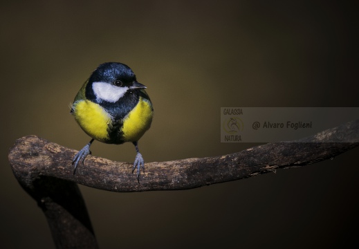 CINCIALLEGRA, Great Tit, Mésange charbonnière; Parus major 