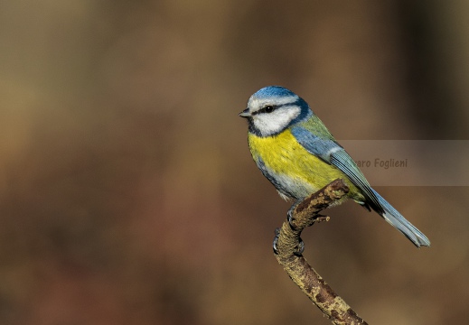 CINCIARELLA, Blue Tit, Mésange bleue; Parus caeruleus