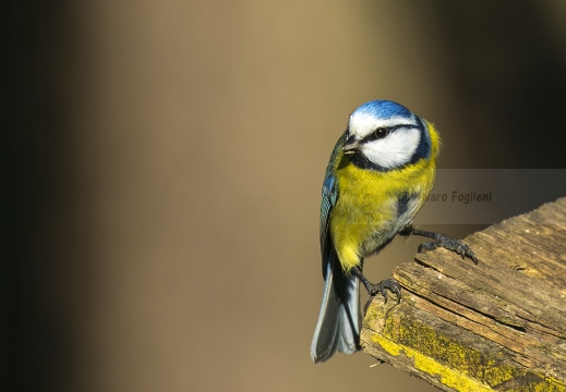 CINCIARELLA, Blue Tit, Mésange bleue; Parus caeruleus