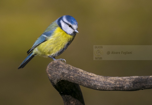 CINCIARELLA, Blue Tit, Mésange bleue; Parus caeruleus