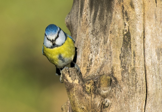 CINCIARELLA, Blue Tit, Mésange bleue; Parus caeruleus