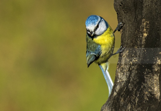 CINCIARELLA, Blue Tit, Mésange bleue; Parus caeruleus