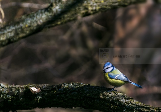 CINCIARELLA, Blue Tit, Mésange bleue; Parus caeruleus