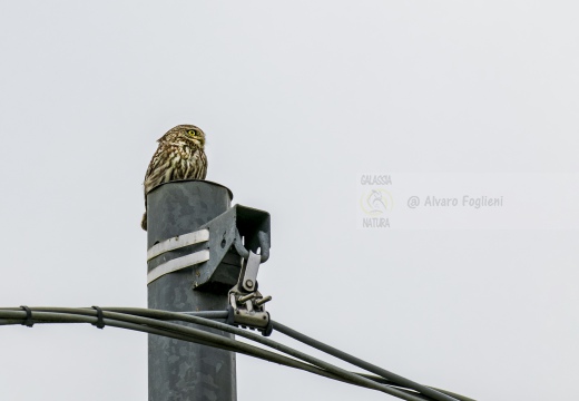 CIVETTA, Little Owl, Chevêche d'Athéna; Athene noctua 