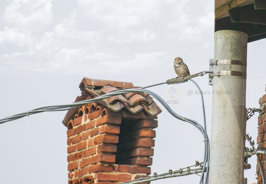 CIVETTA, Little Owl, Chevêche d'Athéna; Athene noctua 