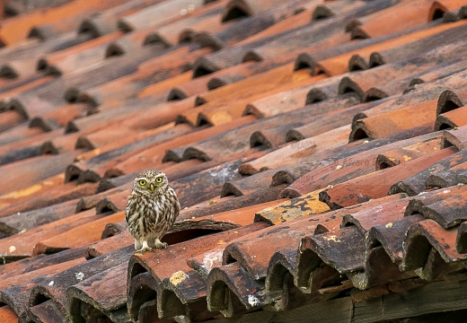 CIVETTA, Little Owl, Chevêche d'Athéna; Athene noctua 