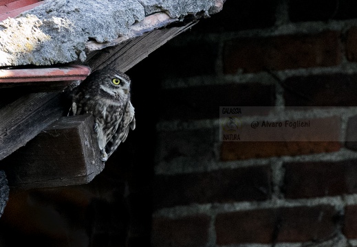 CIVETTA, Little Owl, Chevêche d'Athéna; Athene noctua 